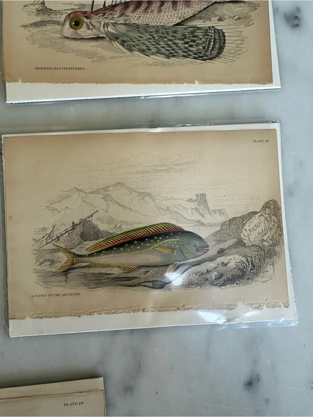 1800s Natural History Jardine Prints Rare Fish 4”x6.5”